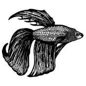 FISH11